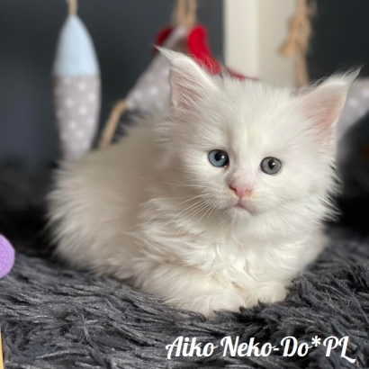 Aiko Neko-Do*PL - 6 weekss_14