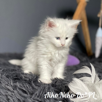 Aiko Neko-Do*PL - 6 weekss_16