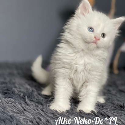 Aiko Neko-Do*PL - 6 weekss_7