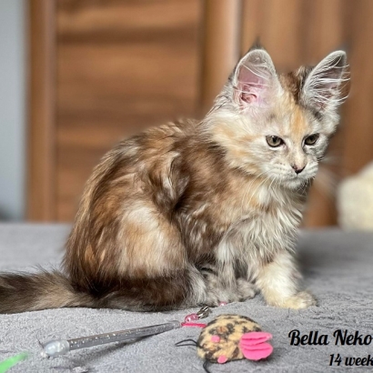 Bella Neko-Do*PL - 13,14 weeks_49