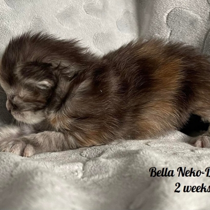 Bella Neko-Do*PL - 2,3,4 weeks_13
