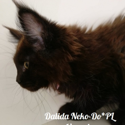 Dalida Neko-Do*PL_21