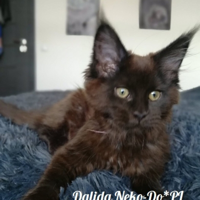 Dalida Neko-Do*PL_30