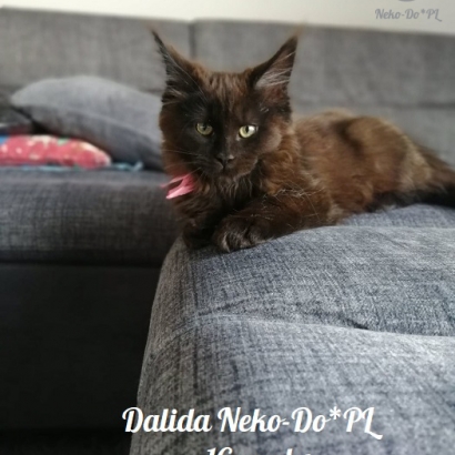 Dalida Neko-Do*PL_32