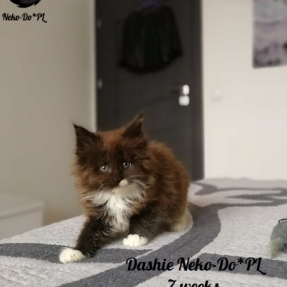 Dashie Neko-Do*PL_14