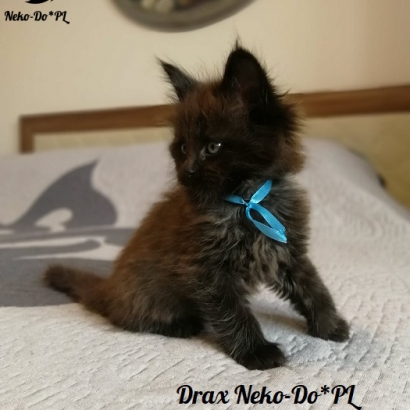 Drax Neko-Do*PL_12