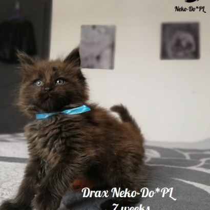 Drax Neko-Do*PL_14