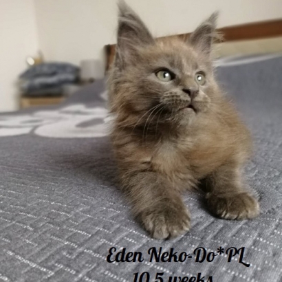 Eden Neko-Do*PL_21