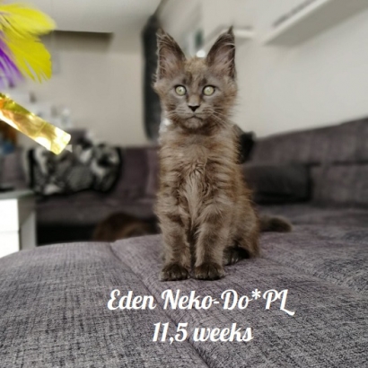 Eden Neko-Do*PL_23