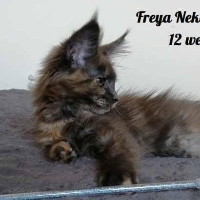 Freya 12 weeks_12