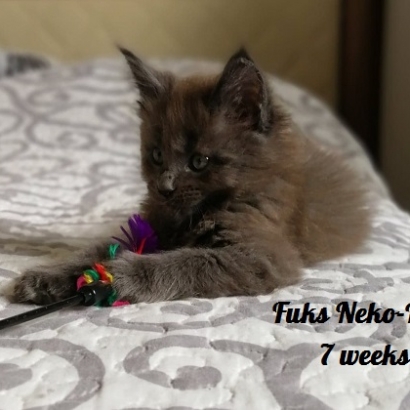 Fuks Neko-Do*PL - 7 weeks_8