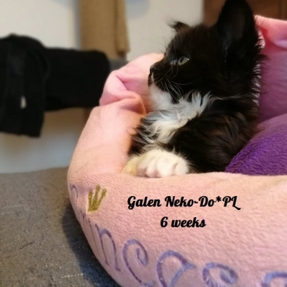 galen 6 weeks_1