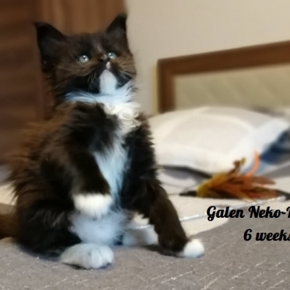 galen 6 weeks_9
