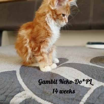 Gambit 14 weeks_2