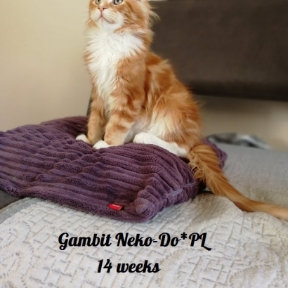 Gambit 14 weeks_4