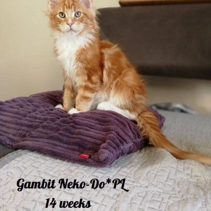 Gambit 14 weeks_5