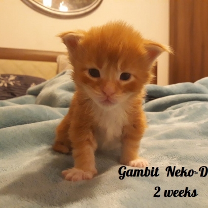 Gambit 2 weeks_1