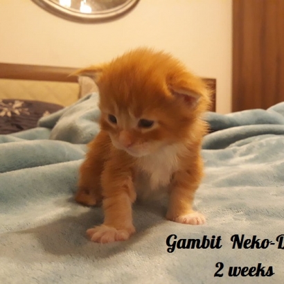 Gambit 2 weeks_2