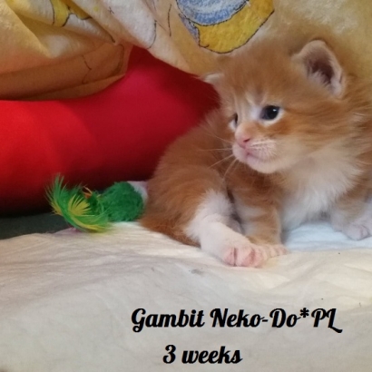 Gambit 3 tygodnie_2