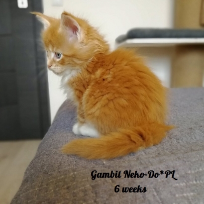 gambit 6 weeks_1