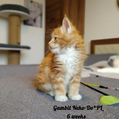 gambit 6 weeks_4