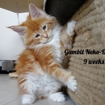 gambit 9 weeks_10