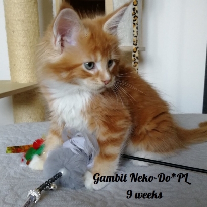 gambit 9 weeks_8