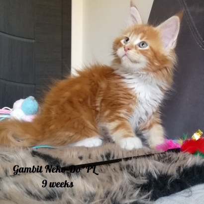 gambit 9 weeks_9