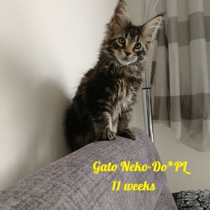 Gato 11 weeks_1