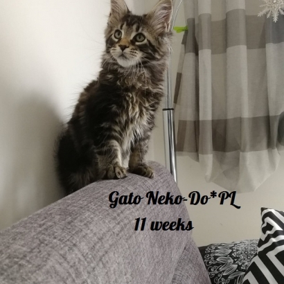 Gato 11 weeks_7