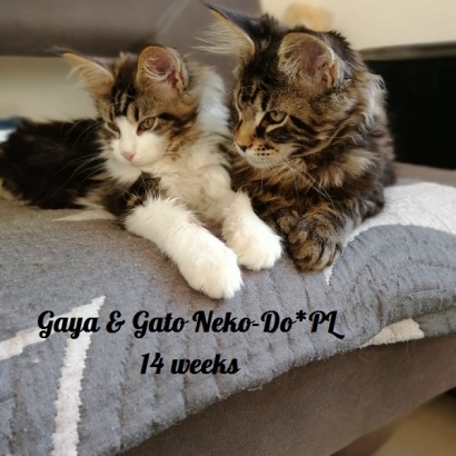 Gato 14 weeks_1