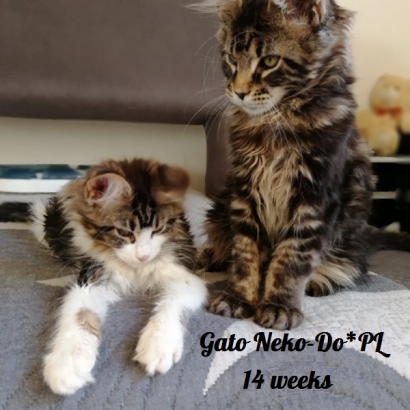 Gato 14 weeks_8