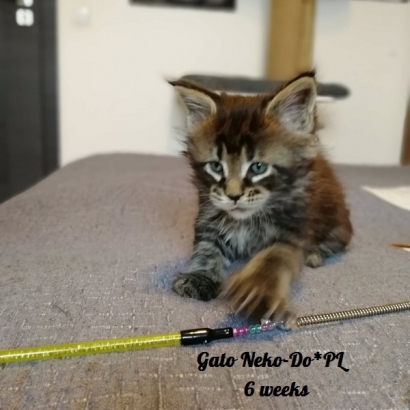 gato 6 weeks_10