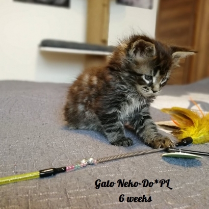 gato 6 weeks_2