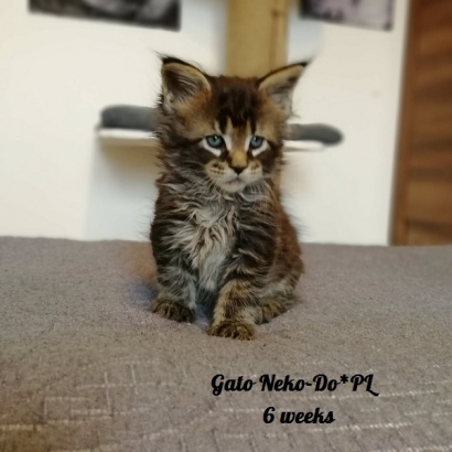 gato 6 weeks_4