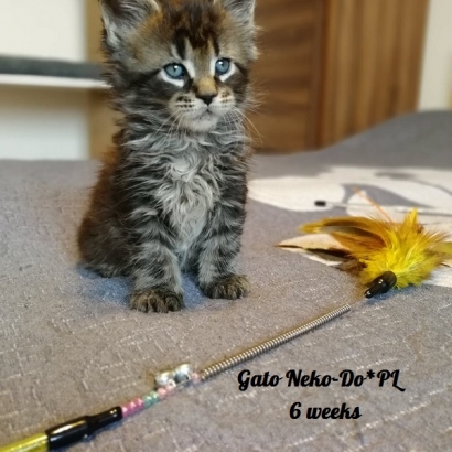 gato 6 weeks_8