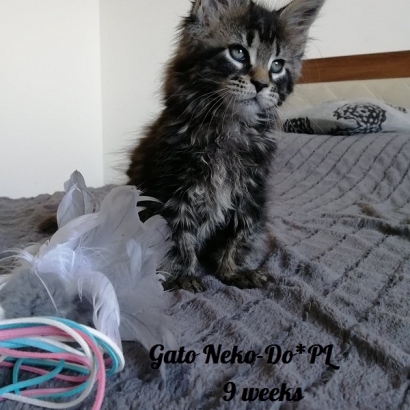 gato 9 weeks_11