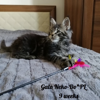 gato 9 weeks_1