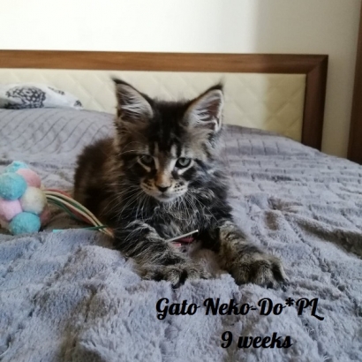 gato 9 weeks_5