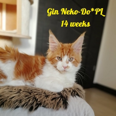 Gin 14 weeks_2