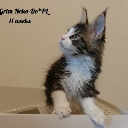 Grim 11 weeks_5