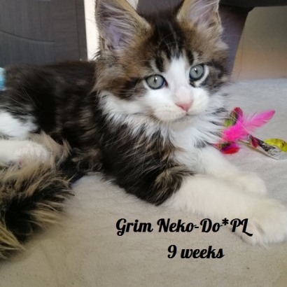 grim 9 weeks_4