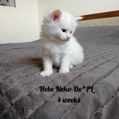 Hebe Neko-Do*PL_2