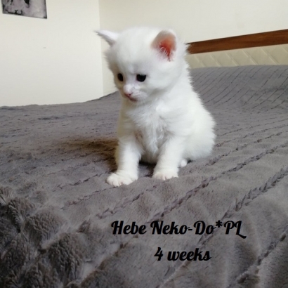 Hebe Neko-Do*PL_3