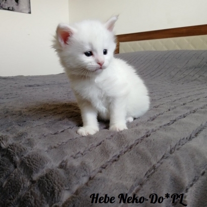 Hebe Neko-Do*PL_4