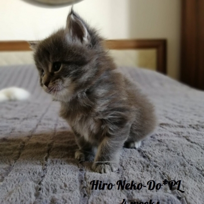 Hiro-Neko-Do*PL_4