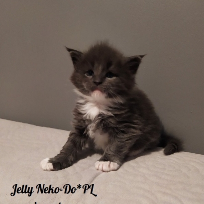 Jelly Neko-Do*PL_11
