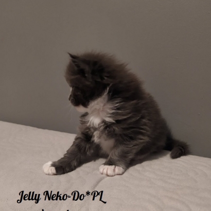 Jelly Neko-Do*PL_12