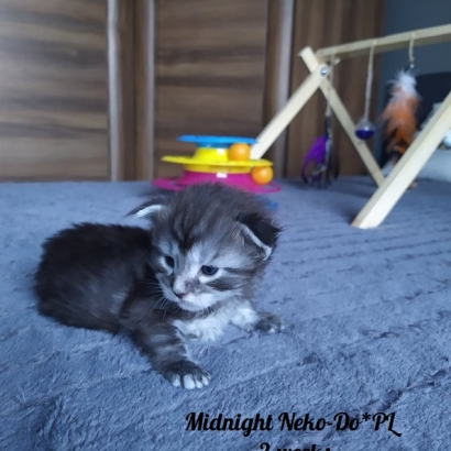 Midnight Neko-Do*PL_6