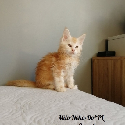 Milo Neko-Do*PL_5
